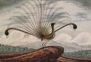 Lyrebird: mamura superba by T.R. Browne